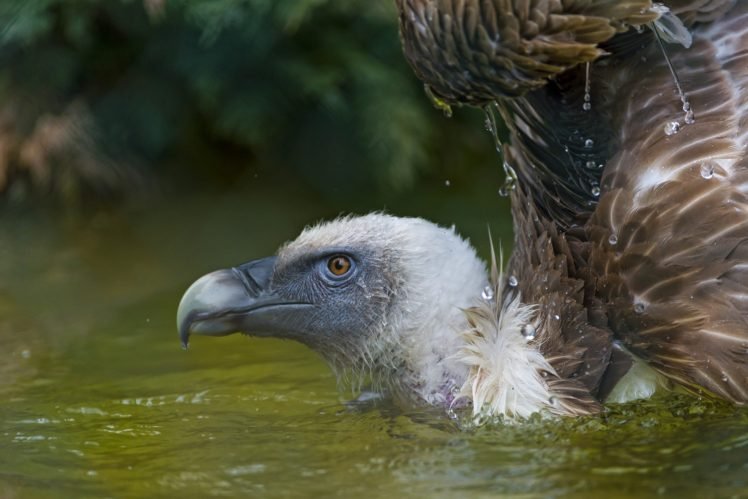 vultures, Birds, Water HD Wallpaper Desktop Background