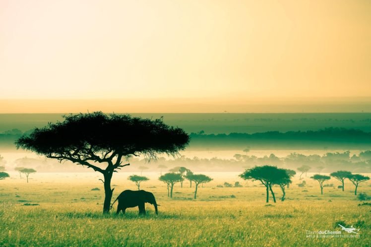 Africa, Kenya, Savannah, Elephant HD Wallpaper Desktop Background
