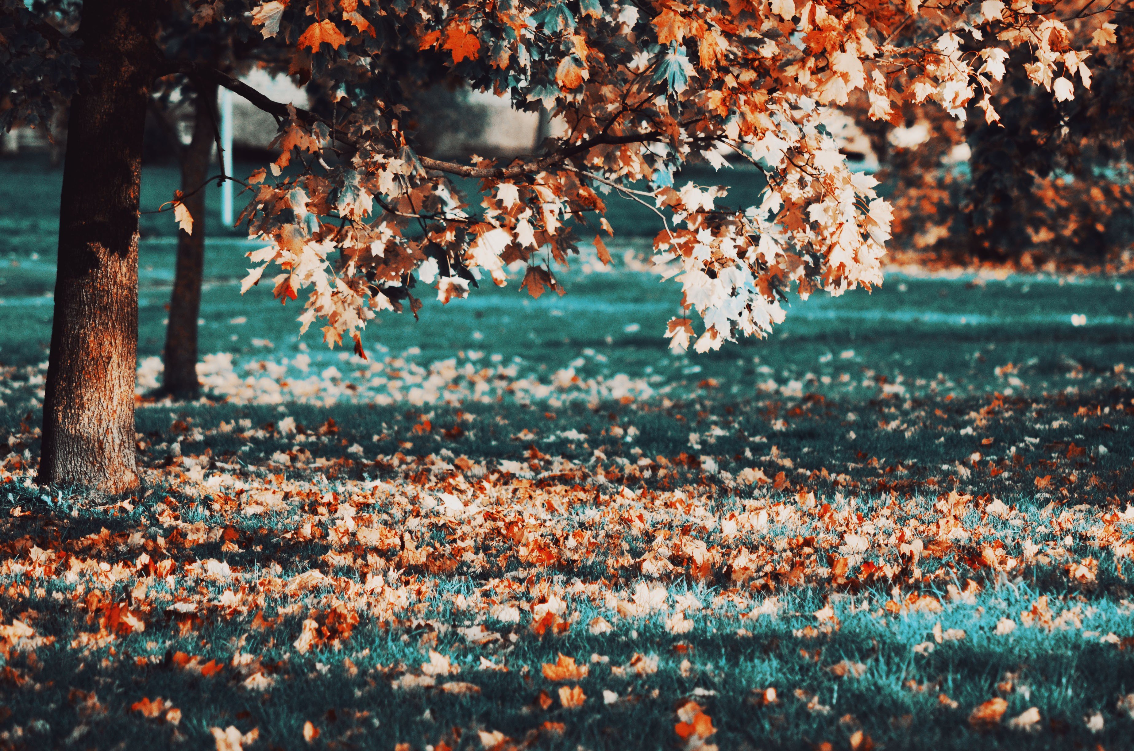 fall, Leaves, Trees Wallpaper