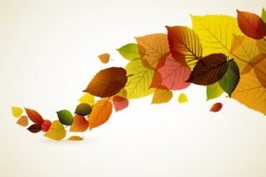fall, Leaves
