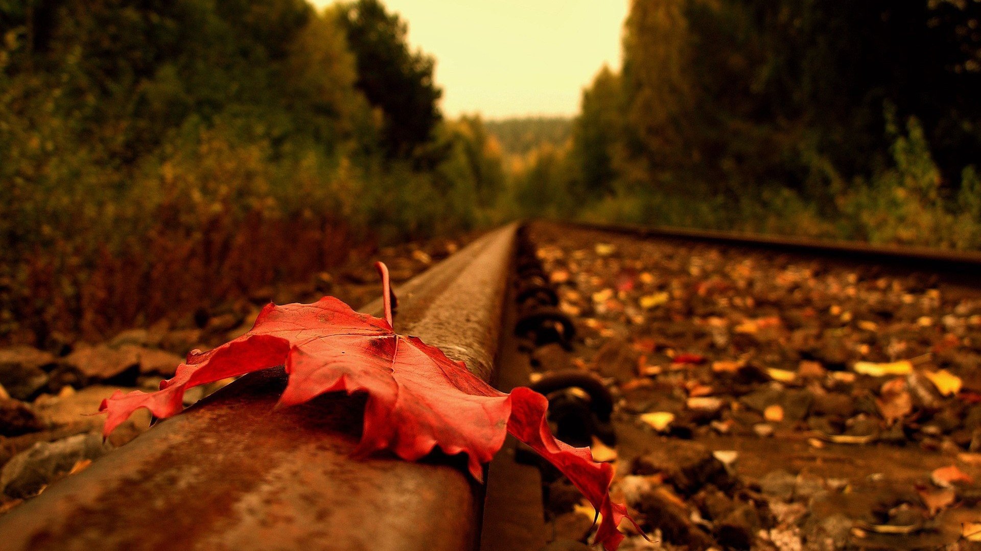 fall, Leaves, Railway Wallpaper