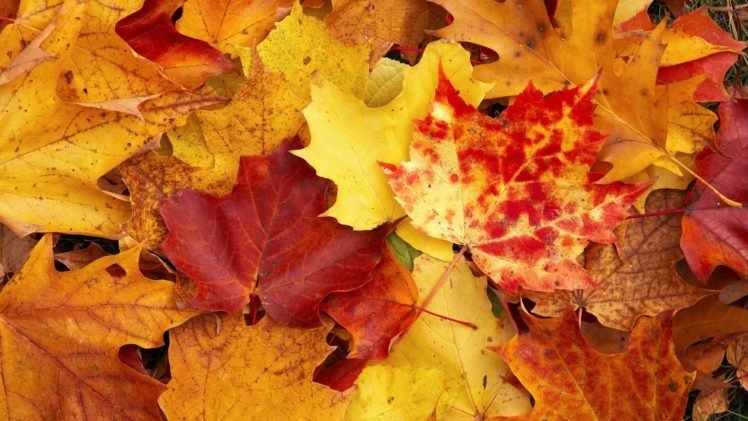 fall, Leaves HD Wallpapers / Desktop and Mobile Images & Photos