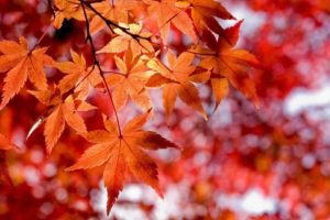 fall, Leaves