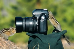 camera, Chipmunks, Photography