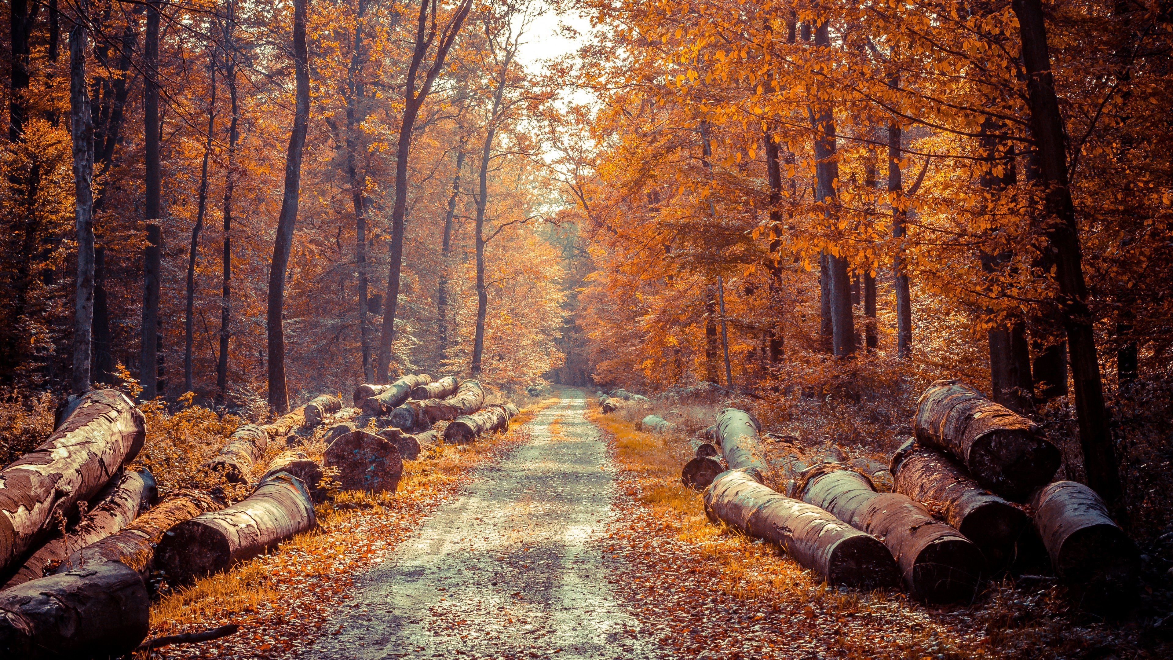 road, Forest, Leaves, Trees Wallpaper
