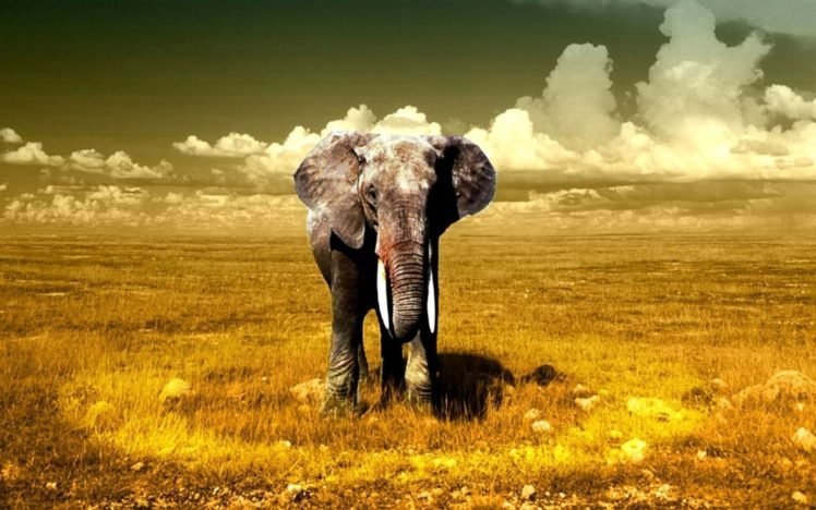 elephant HD Wallpaper Desktop Background