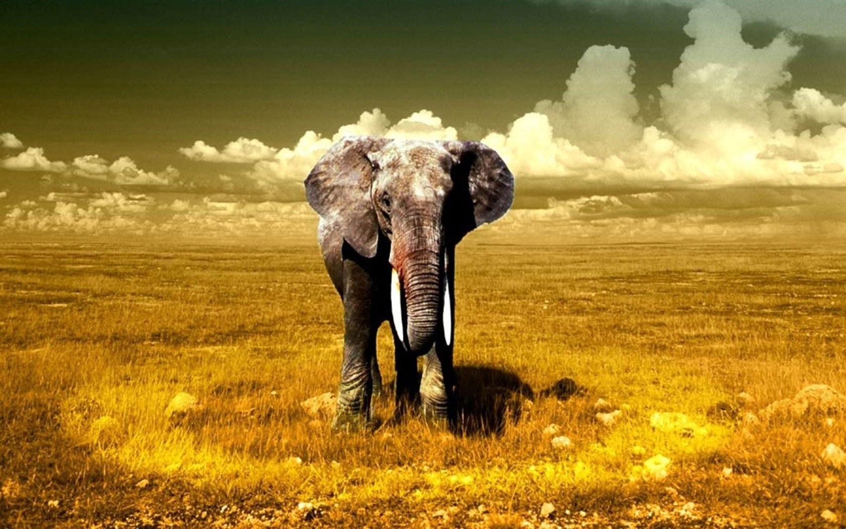 elephant Wallpaper