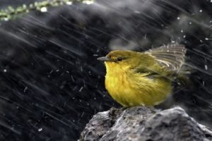 birds, Rain