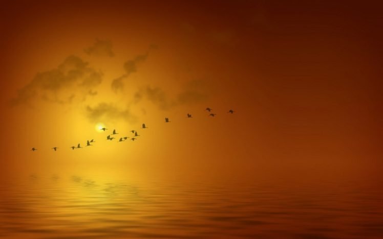 birds, Sunset HD Wallpaper Desktop Background