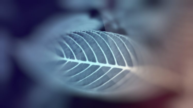 leaves HD Wallpaper Desktop Background