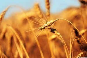 wheat, Spikelets, Depth of field