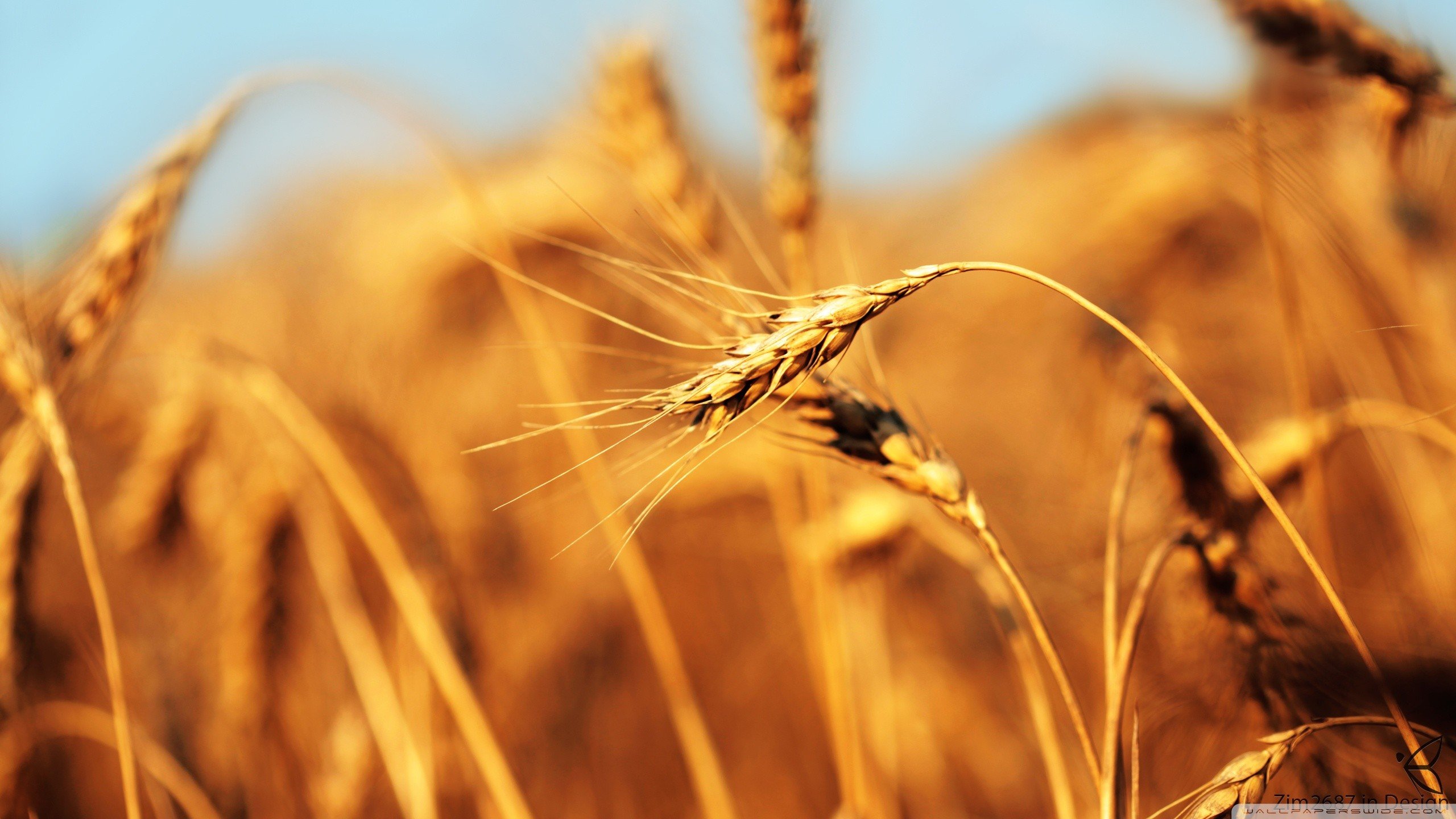 wheat, Spikelets, Depth of field Wallpaper
