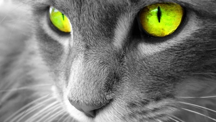 eyes, Cat, Selective coloring HD Wallpaper Desktop Background