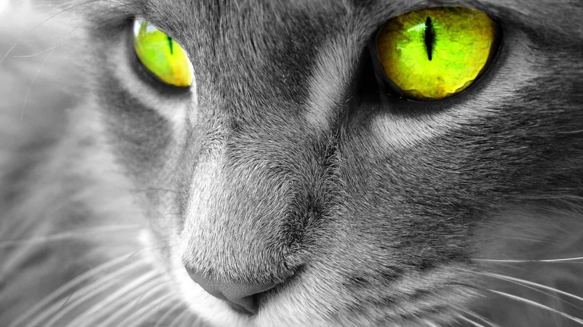 eyes, Cat, Selective coloring Wallpaper