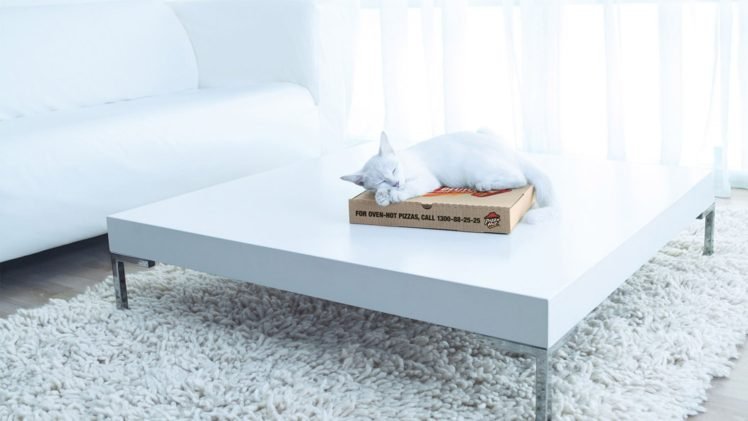 cat, Pizza, Boxes, Table, Carpets HD Wallpaper Desktop Background
