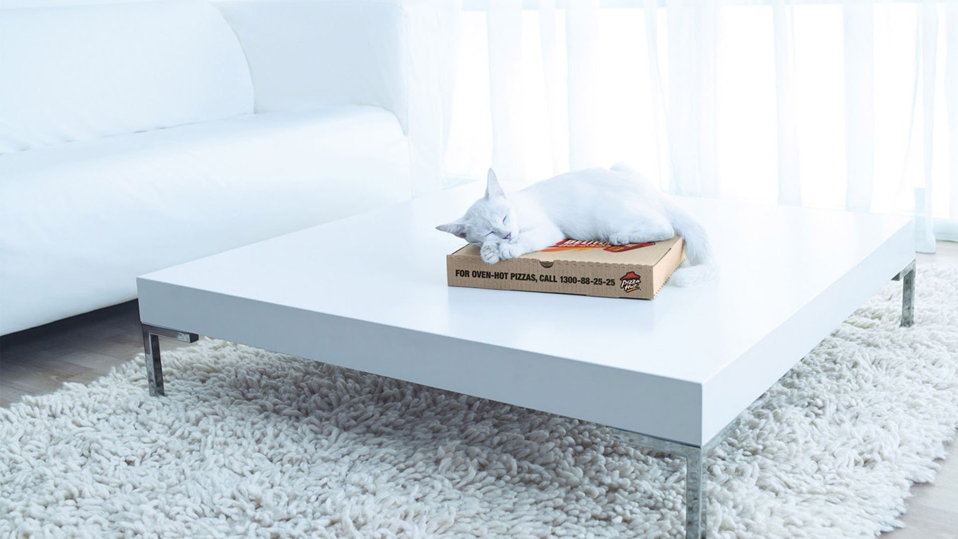 cat, Pizza, Boxes, Table, Carpets Wallpaper