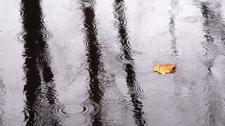 ripples, Reflection, Leaves, Water, Rain HD Wallpaper Desktop Background
