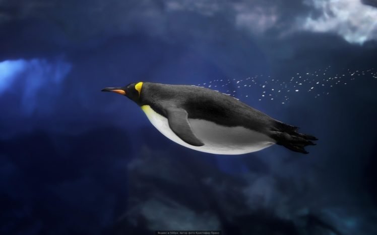 underwater, Penguins, Birds HD Wallpaper Desktop Background