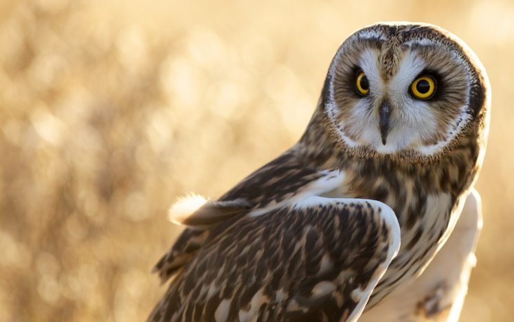 owl HD Wallpapers / Desktop and Mobile Images & Photos