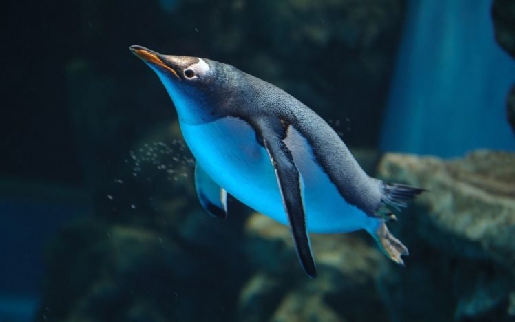 penguins, Birds, Underwater HD Wallpaper Desktop Background