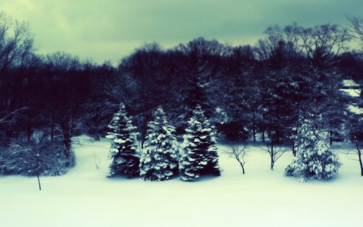 snow, Forest, Trees HD Wallpaper Desktop Background