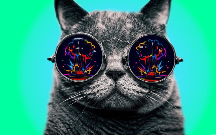 Morpheus, Cat, Dope, Glasses, Explosion HD Wallpaper Desktop Background
