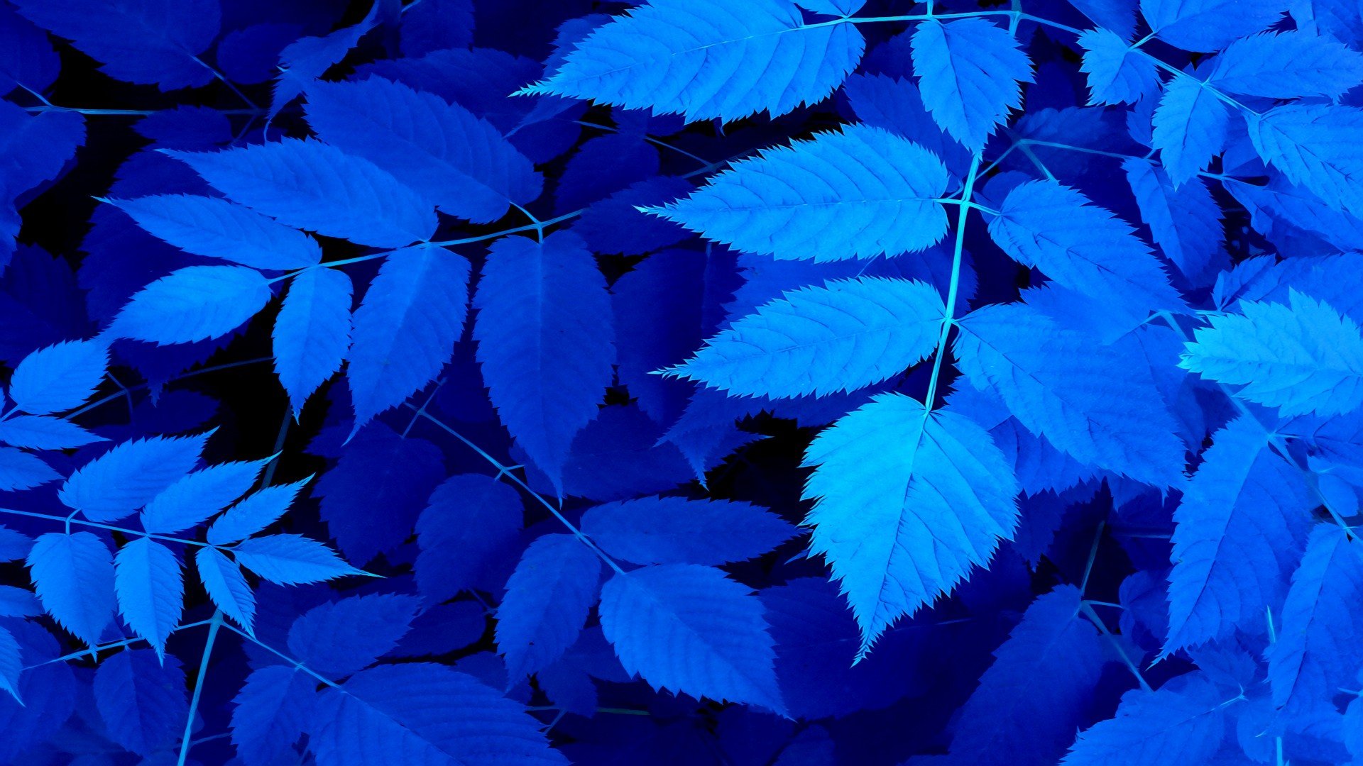 leaves Wallpaper