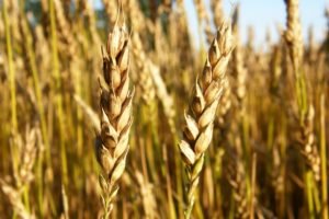 wheat, Macro