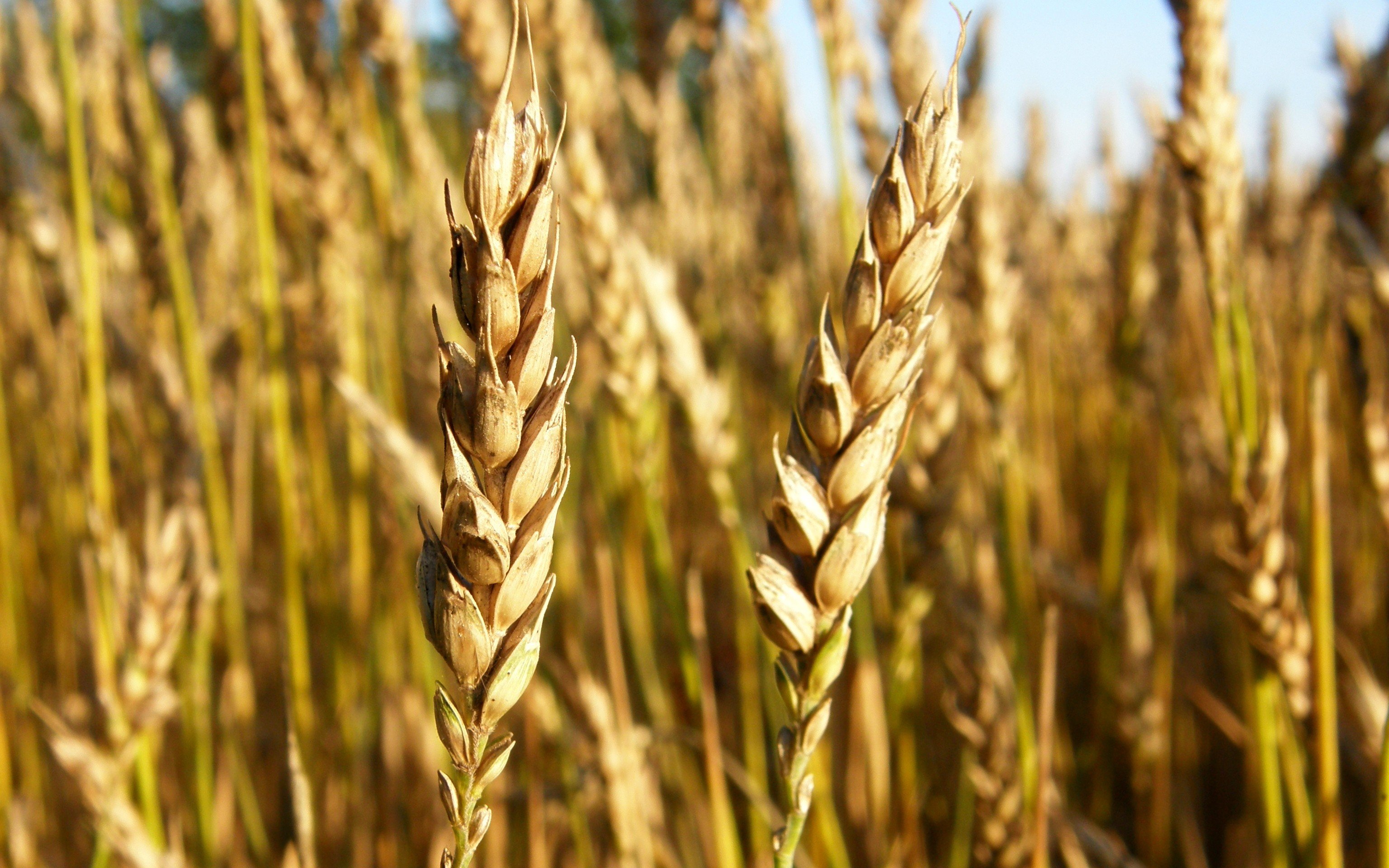 wheat, Macro Wallpaper