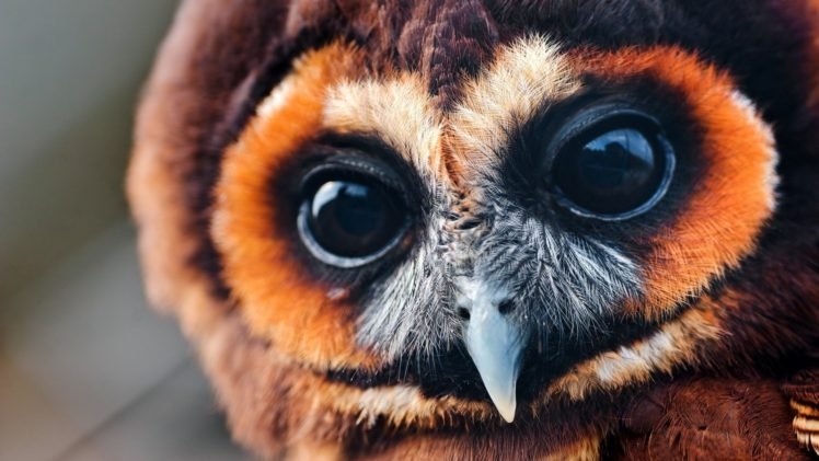 birds, Owl, Closeup HD Wallpaper Desktop Background