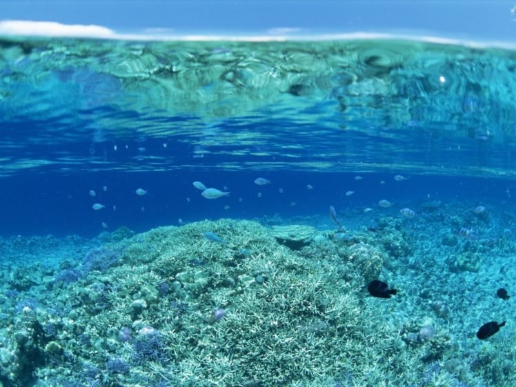 water, Sea, Coral, Underwater, Blue, Split view HD Wallpaper Desktop Background