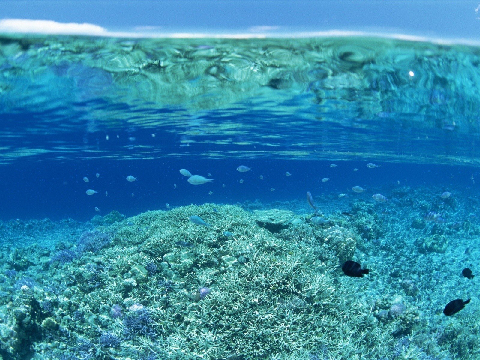 water, Sea, Coral, Underwater, Blue, Split view Wallpaper