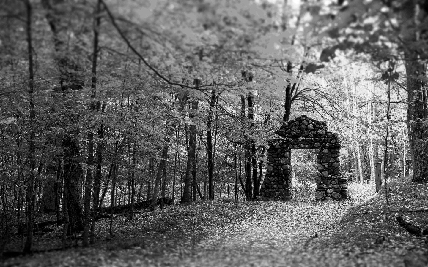 black, White, Ruin, Forest, Leaves, Trees, Fallen tree, Path, Gates Wallpaper