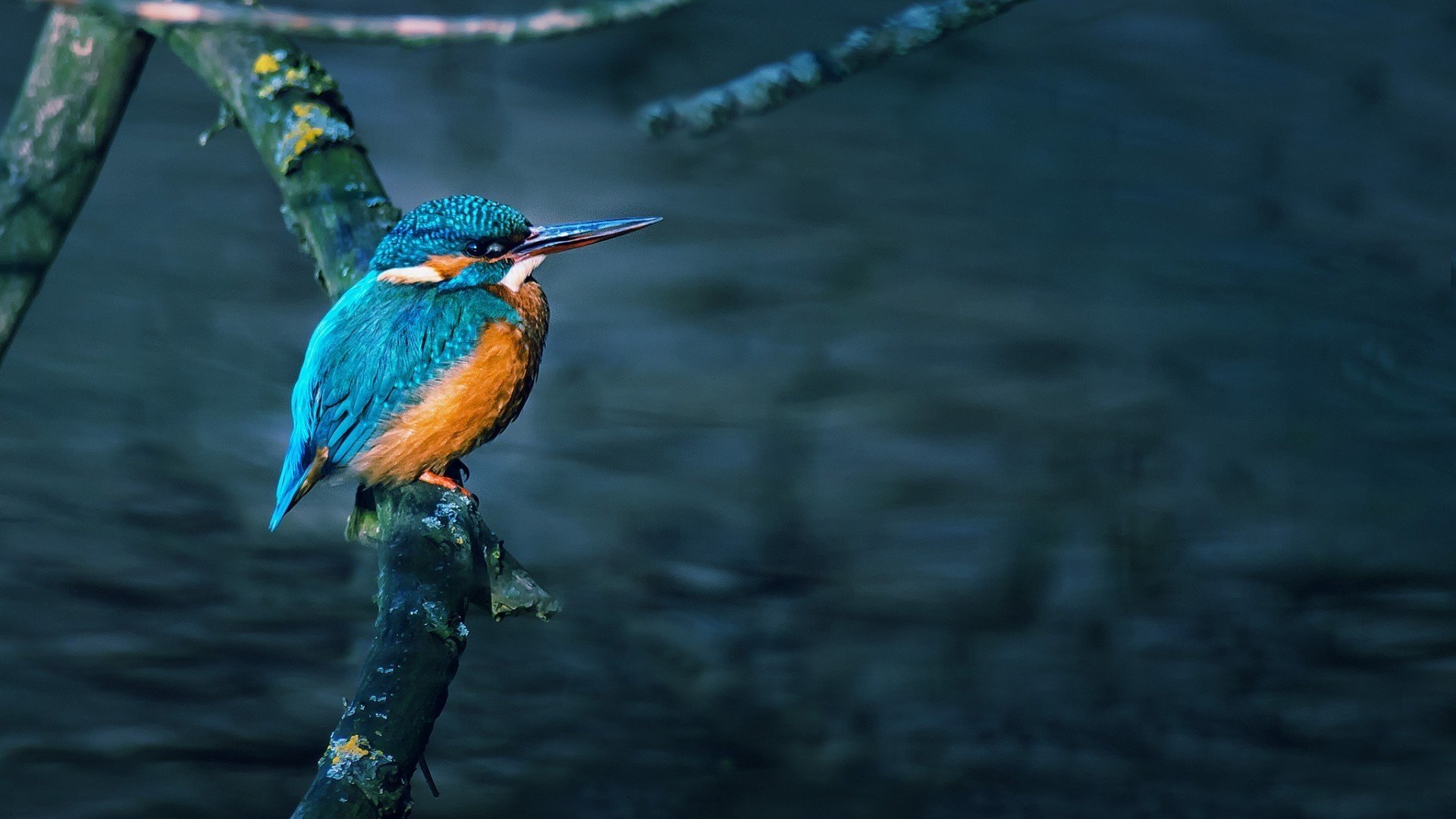birds, Branch, Kingfisher HD Wallpapers / Desktop and Mobile Images & Photos