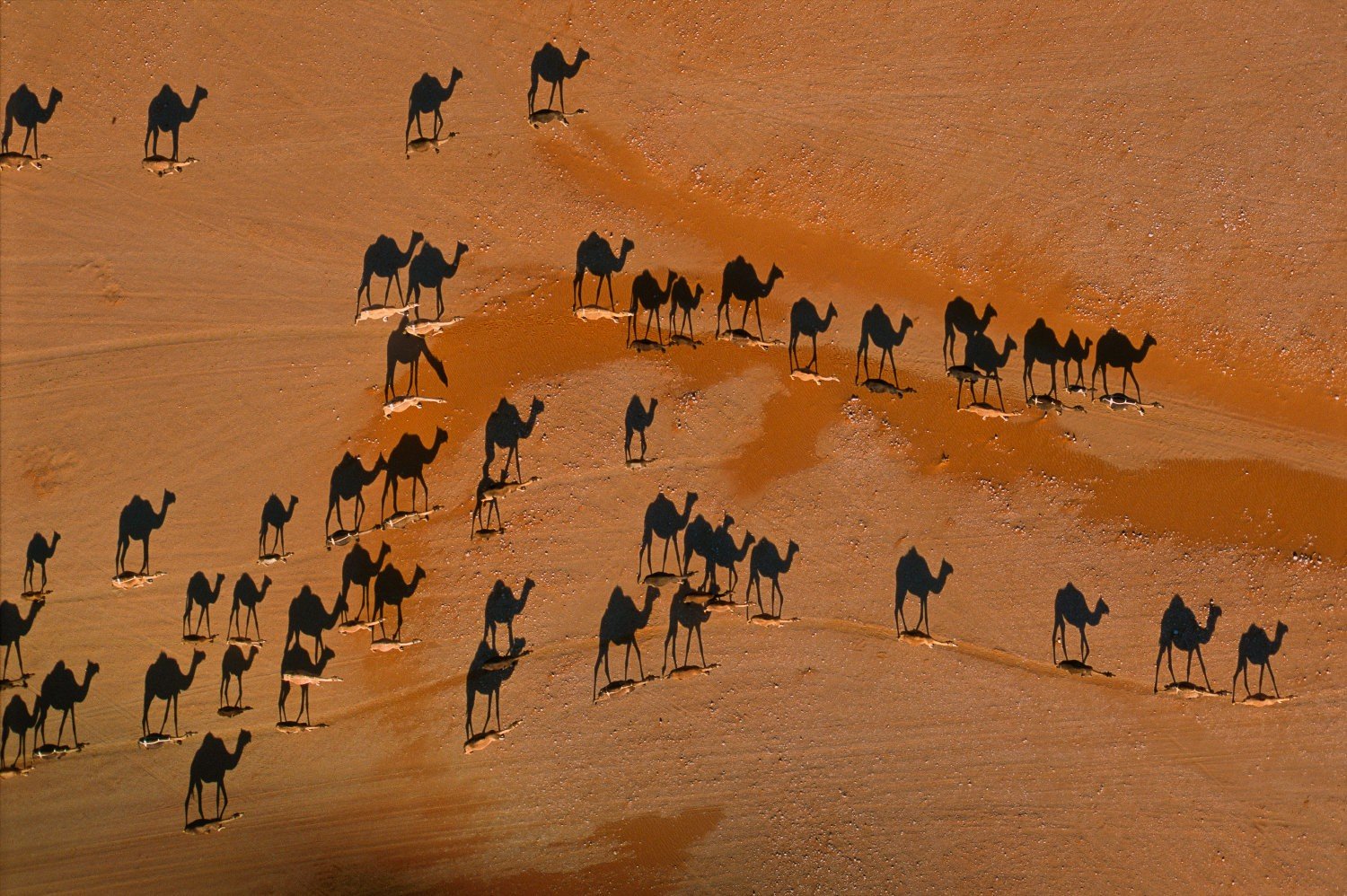camels, Desert Wallpaper
