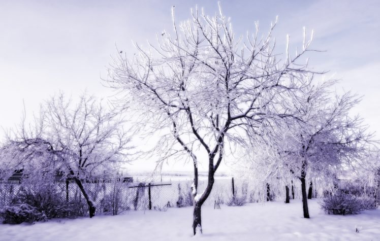 winter, Russia, Snow, Trees HD Wallpaper Desktop Background