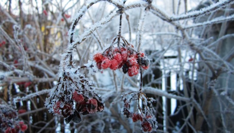 Russia, Winter, Snow, Rowan, Rowanberry, Snowflakes, Closeup, Macro HD Wallpaper Desktop Background