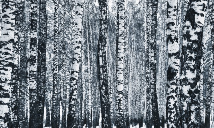 Russia, Winter, Birch, Monochrome, Trees, Forest HD Wallpaper Desktop Background