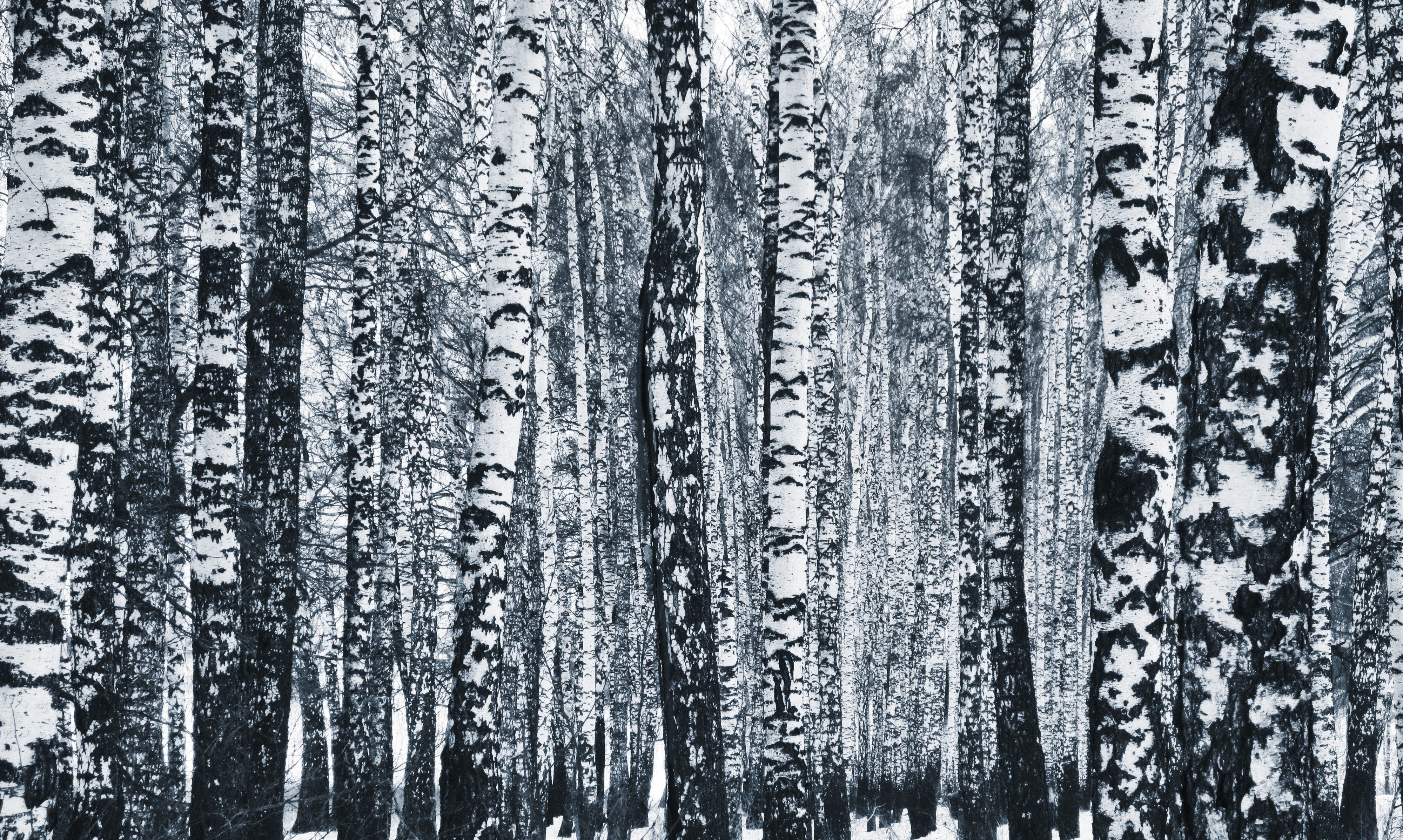 Russia, Winter, Birch, Monochrome, Trees, Forest Wallpaper