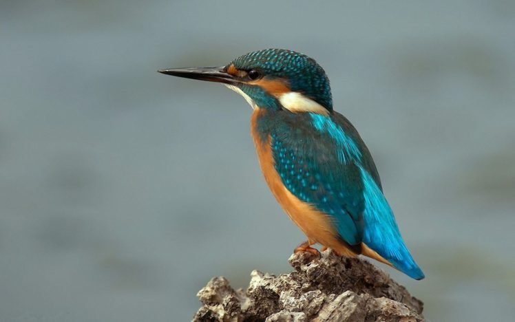 birds, Kingfisher HD Wallpapers / Desktop and Mobile Images & Photos