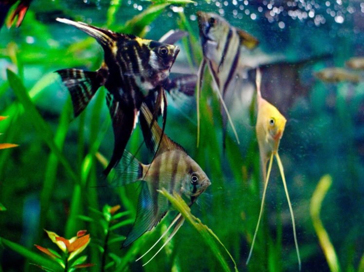 aquarium HD Wallpaper Desktop Background