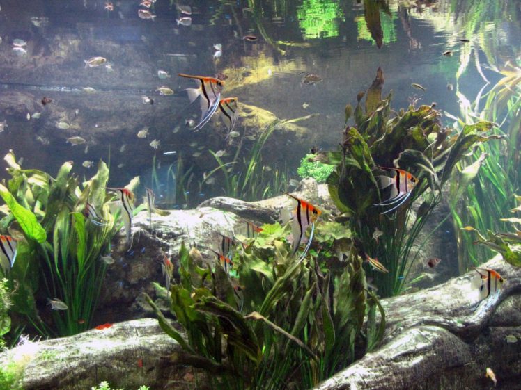 aquarium HD Wallpaper Desktop Background
