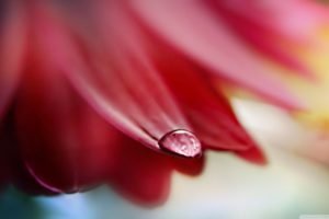 flower petals, Water drops