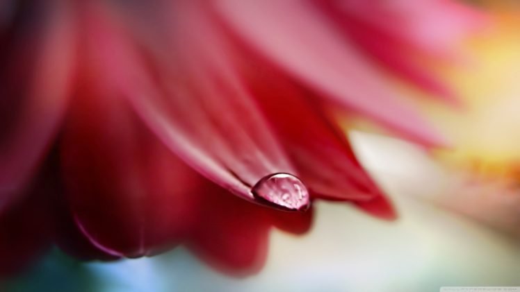 flower petals, Water drops HD Wallpaper Desktop Background