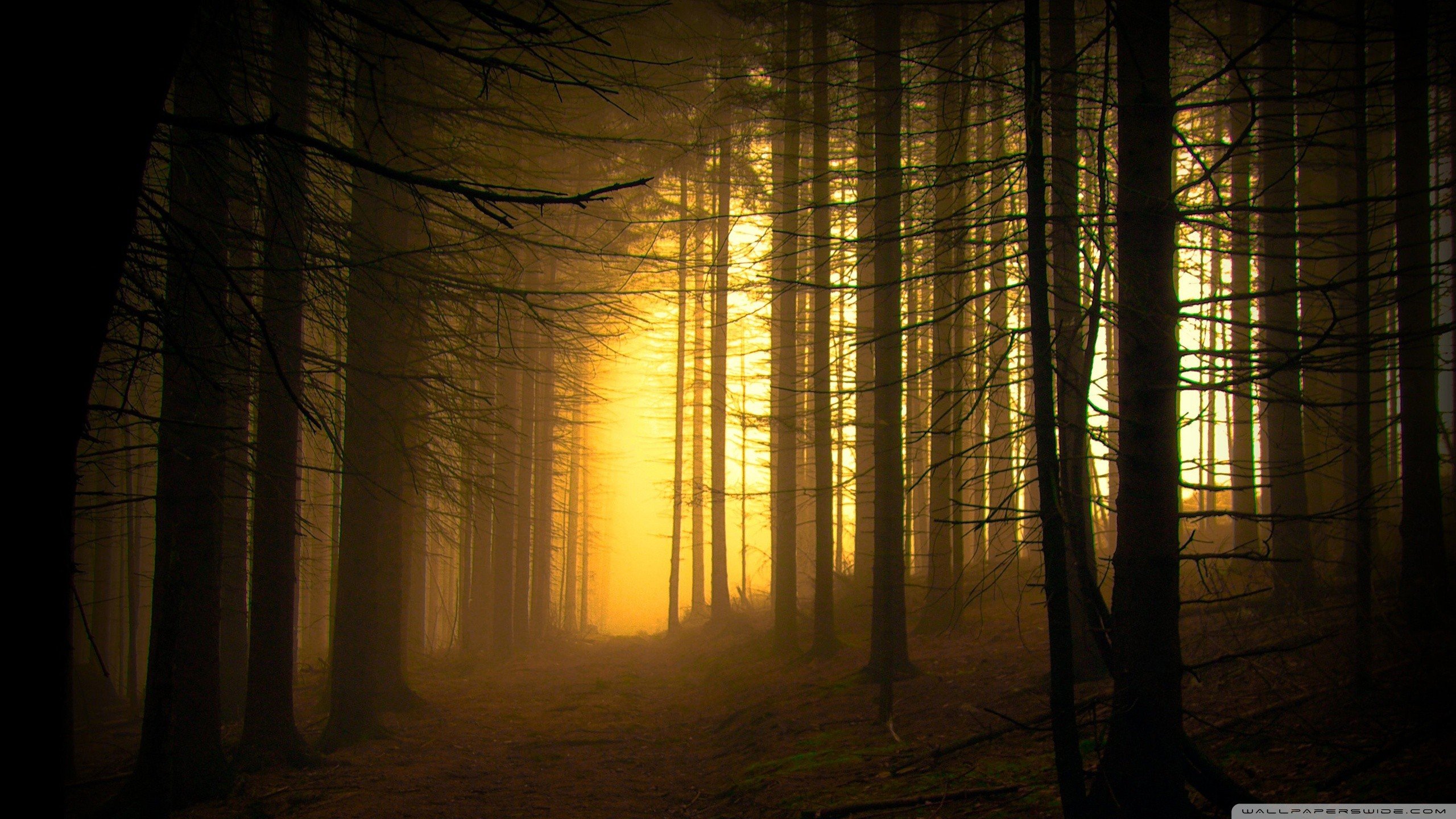forest, Photography HD Wallpapers / Desktop and Mobile Images & Photos