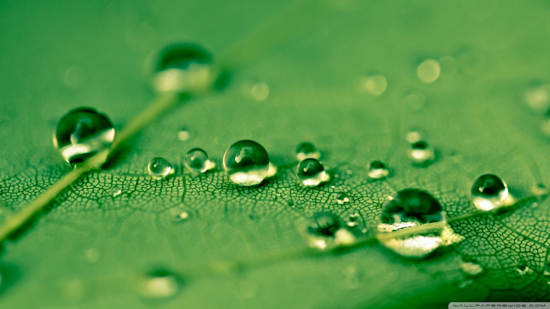 water drops, Leaves, Green Wallpaper