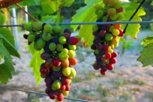 grapes, Cypruswine, Cyprus, Shiraz