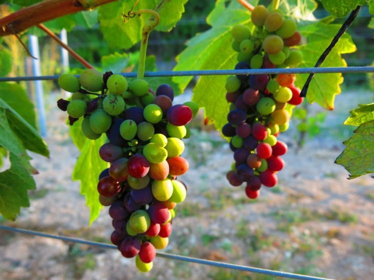 grapes, Cypruswine, Cyprus, Shiraz HD Wallpaper Desktop Background