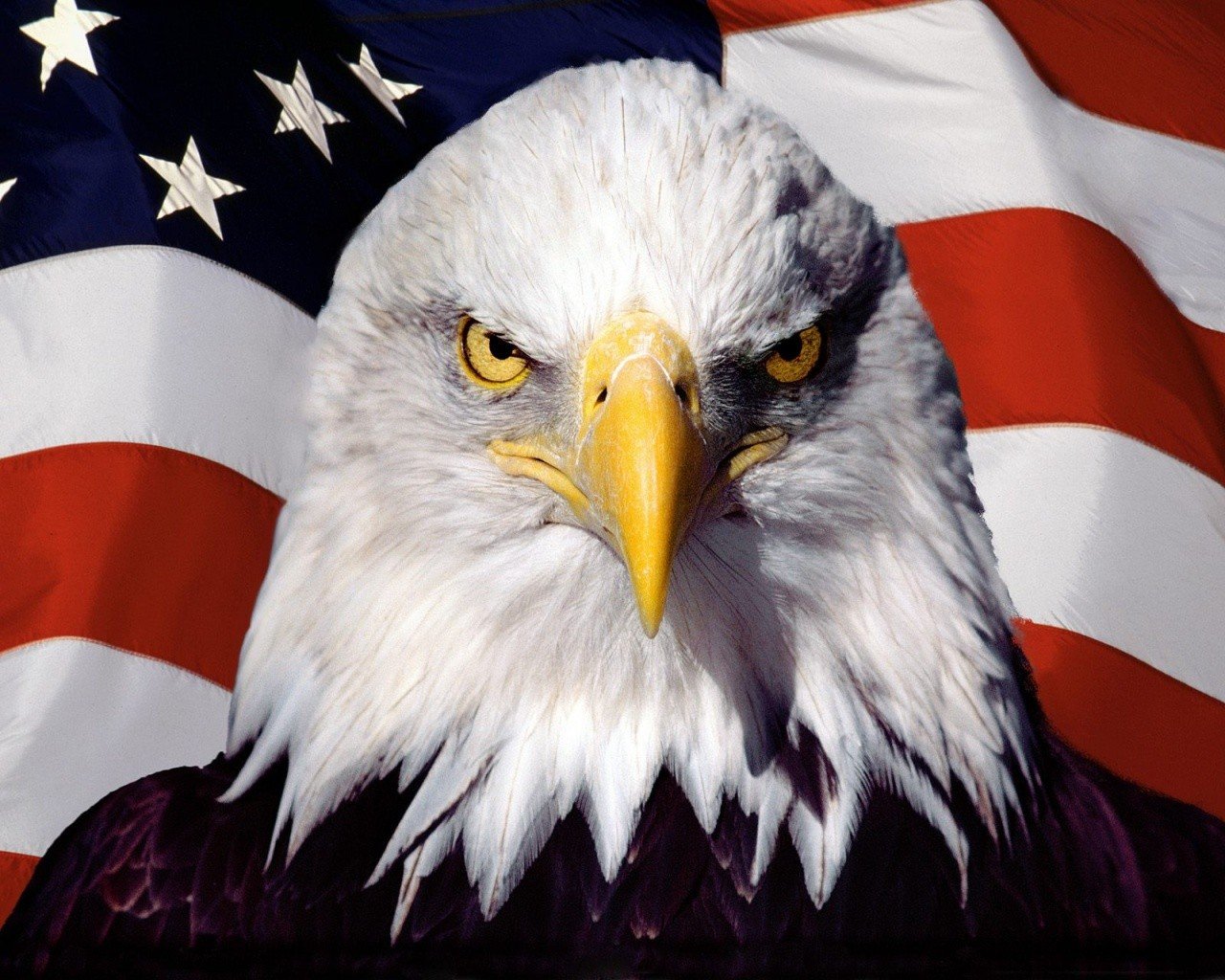 eagle, American flag Wallpaper
