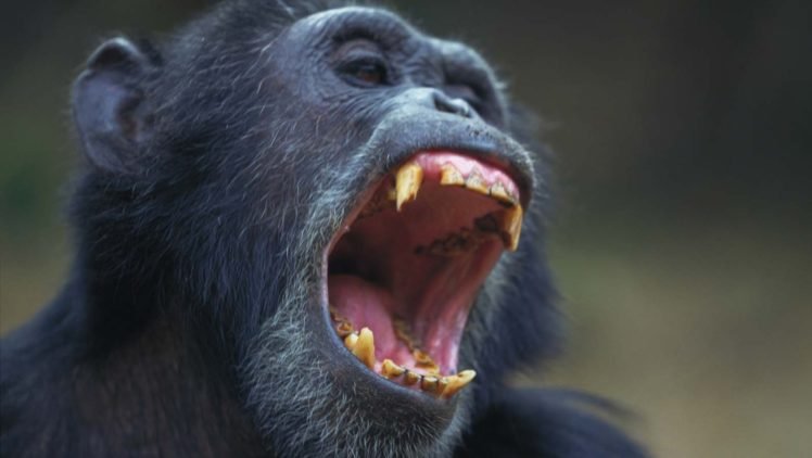 chimpanzees HD Wallpaper Desktop Background